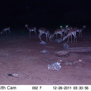 Trail Camera Namibia