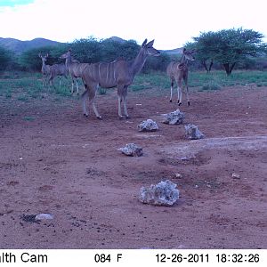 Trail Camera Namibia