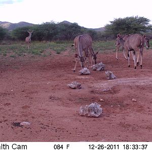 Trail Camera Namibia