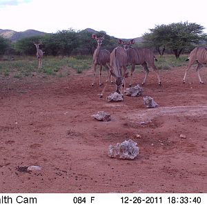 Trail Camera Namibia