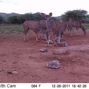 Trail Camera Namibia