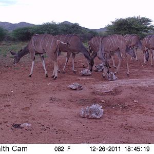 Trail Camera Namibia