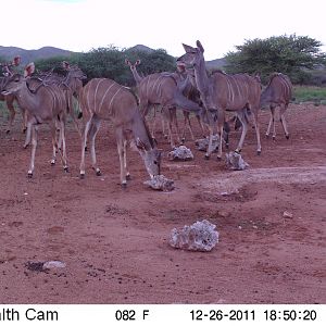 Trail Camera Namibia