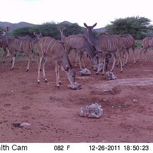 Trail Camera Namibia