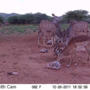 Trail Camera Namibia