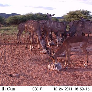 Trail Camera Namibia