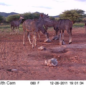 Trail Camera Namibia