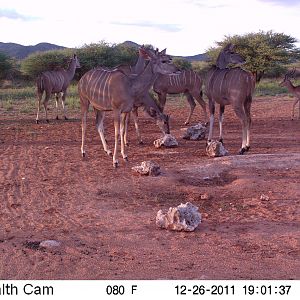 Trail Camera Namibia