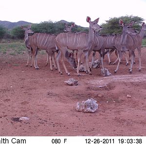 Trail Camera Namibia