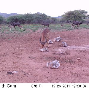 Trail Camera Namibia