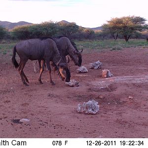 Trail Camera Namibia