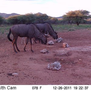 Trail Camera Namibia