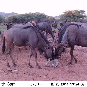 Trail Camera Namibia