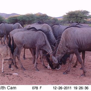 Trail Camera Namibia