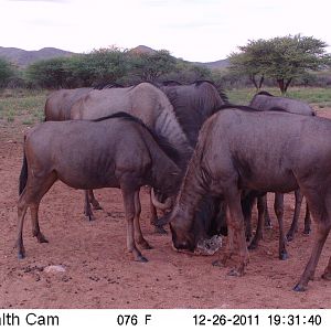 Trail Camera Namibia