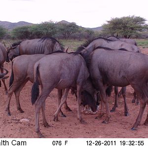 Trail Camera Namibia