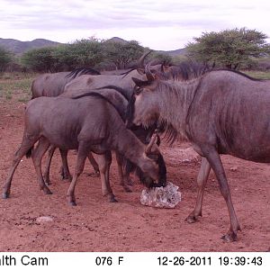 Trail Camera Namibia