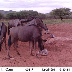 Trail Camera Namibia