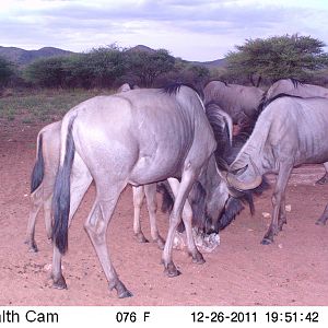 Trail Camera Namibia