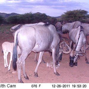 Trail Camera Namibia