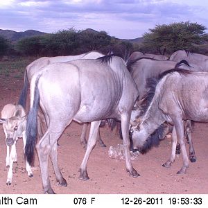 Trail Camera Namibia