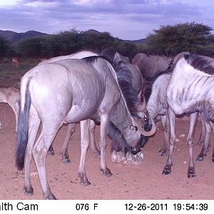 Trail Camera Namibia