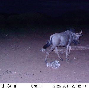 Trail Camera Namibia