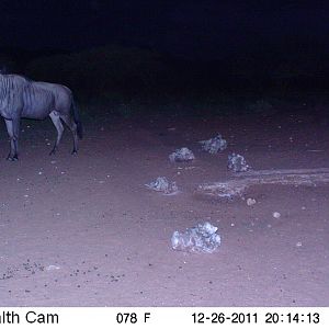 Trail Camera Namibia