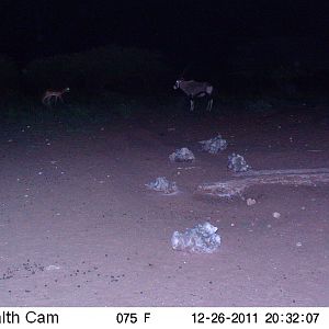 Trail Camera Namibia