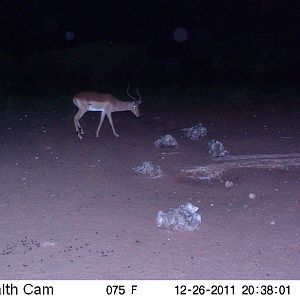 Trail Camera Namibia