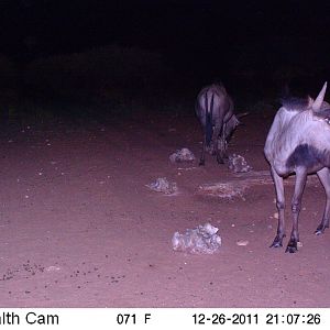 Trail Camera Namibia