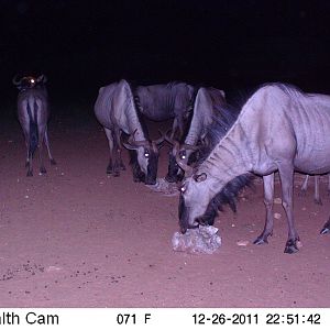 Trail Camera Namibia