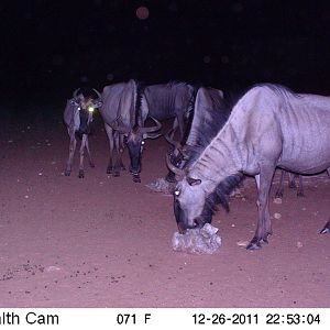 Trail Camera Namibia