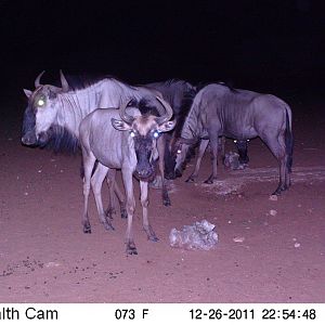 Trail Camera Namibia