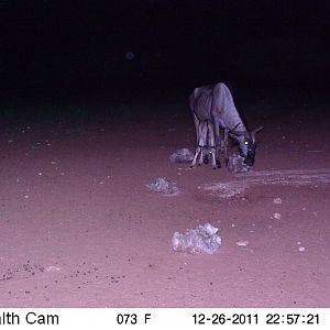 Trail Camera Namibia