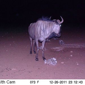 Trail Camera Namibia