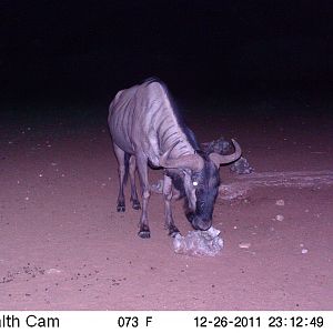 Trail Camera Namibia