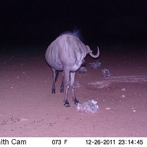 Trail Camera Namibia