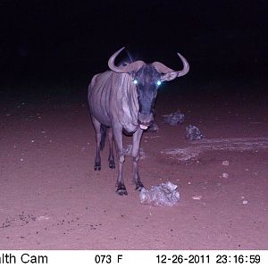 Trail Camera Namibia