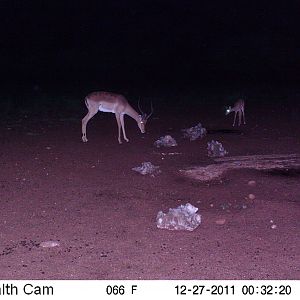 Trail Camera Namibia