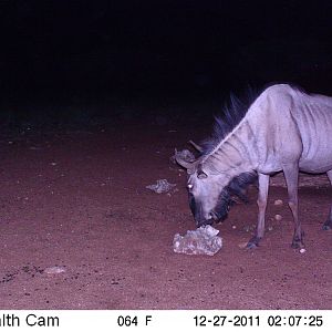 Trail Camera Namibia