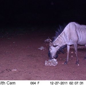 Trail Camera Namibia