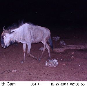 Trail Camera Namibia