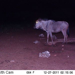 Trail Camera Namibia