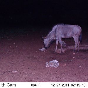 Trail Camera Namibia