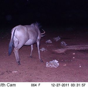 Trail Camera Namibia