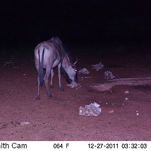 Trail Camera Namibia