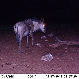 Trail Camera Namibia