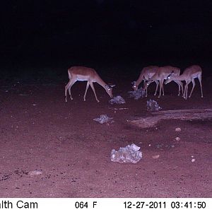 Trail Camera Namibia