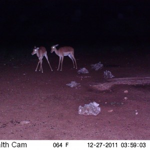 Trail Camera Namibia